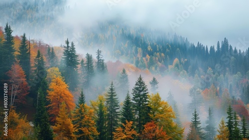 A dense forest filled with tall trees covered in fog, creating a mysterious and atmospheric scene