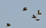 Flying common mynas in the pale blue sky