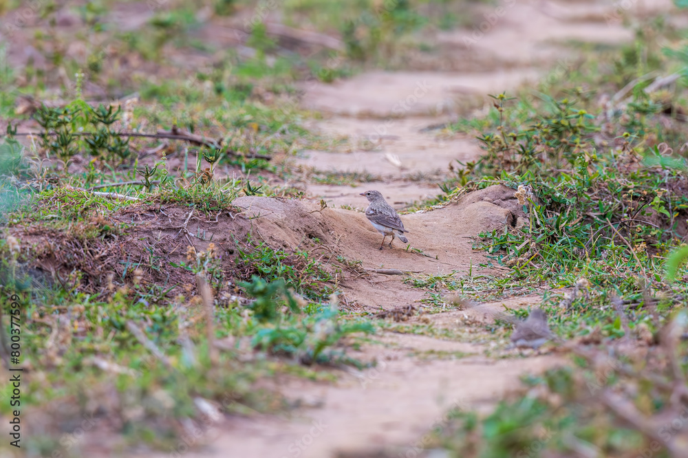 Hume's short-toed lark (Calandrella acutirostris) at Ajodhya Hills, Purulia, India Hume's short-toed lark (Calandrella acutirostris) at Ajodhya Hills, Purulia, India