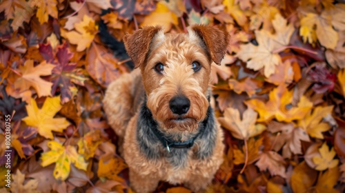 Close-up of an attentive Airedale Terrier surrounded by a vibrant array of autumn leaves looking upwards