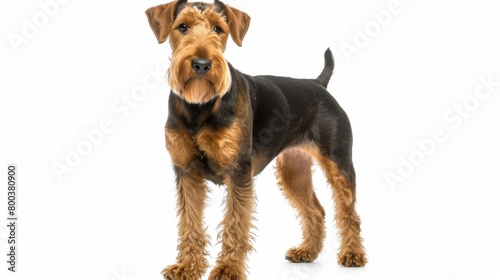 Frontal view of a Welsh Terrier standing in a studio environment, exuding a confident stance