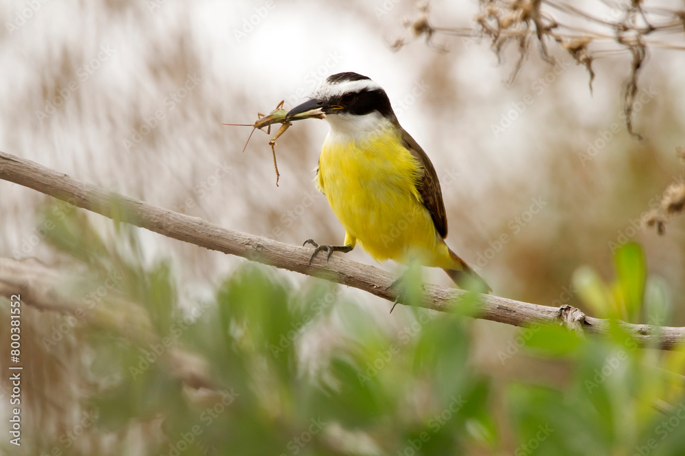 Fototapeta premium Multicolored bird (benteveo) eating insect