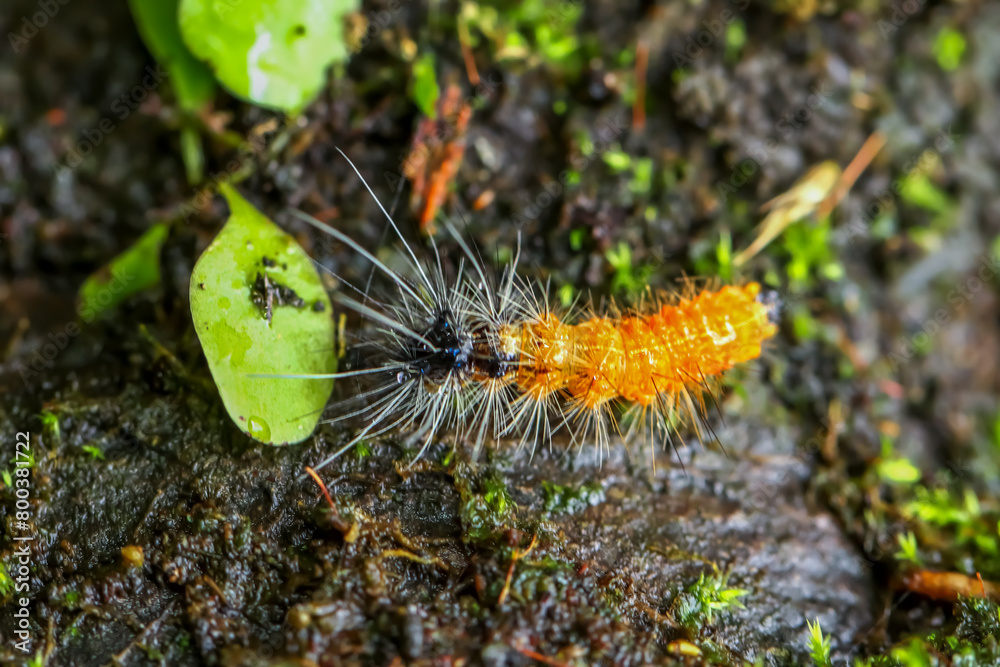 A close-up of a Spilarctia nydia werneri caterpillar showcasing its vibrant orange hairs and black head. Wulai District, New Taipei City.