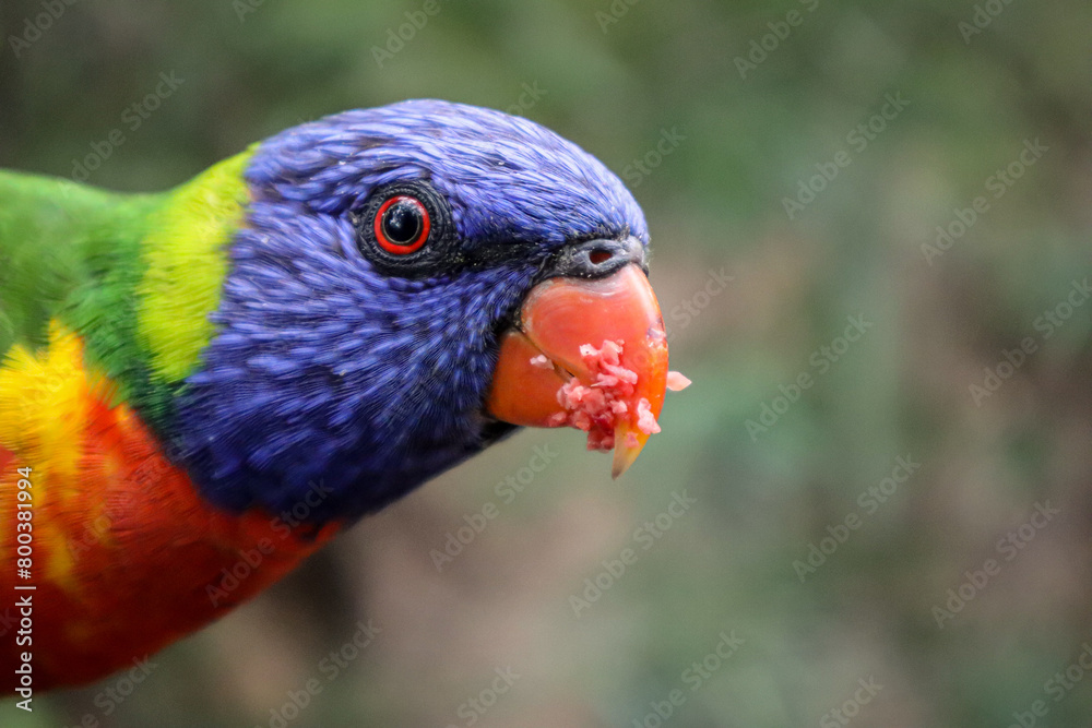 Colourful Bird After A Meal
