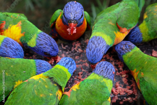 Colorful Birds Gathering