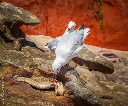 Seagull Eating Lizard