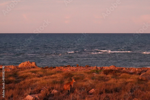 sunset over the sea with kangaroo