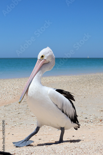 Close Up Of Pelican On Beach