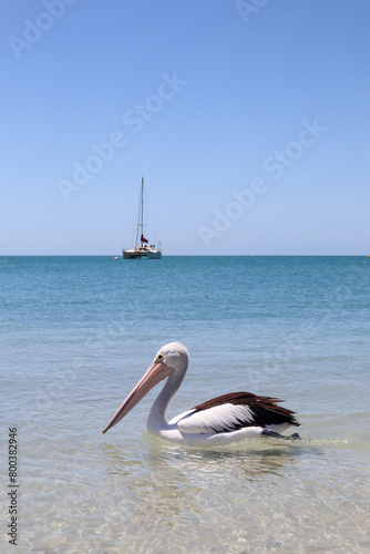 Pelicans on The Beach