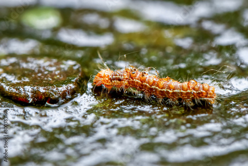 A close-up of a Spilarctia nydia werneri caterpillar showcasing its vibrant orange hairs and black head. Wulai District, New Taipei City. photo