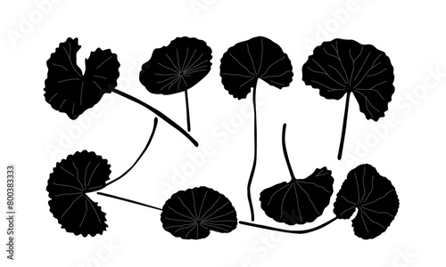 gotu kola vector. gotu kola silhouette vector. gotu kola leaves design. thankuni pata
