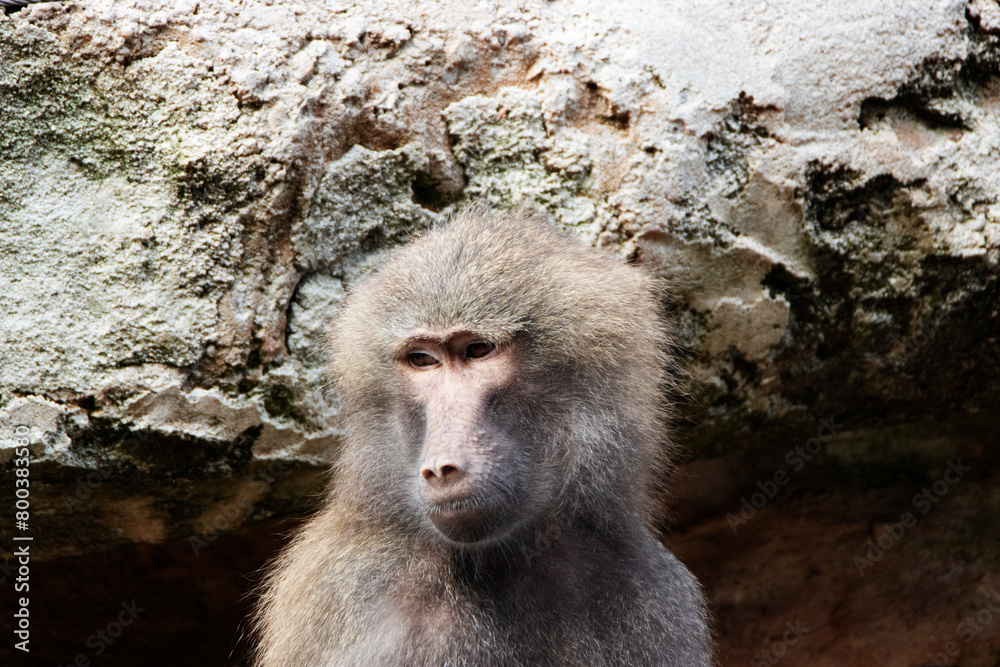 close up of a single Hamadryas baboon (Papio hamadryas) with rocks in the background