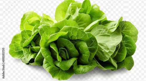 set of Green butterhead lettuce cutout on isolated transparent PNG background