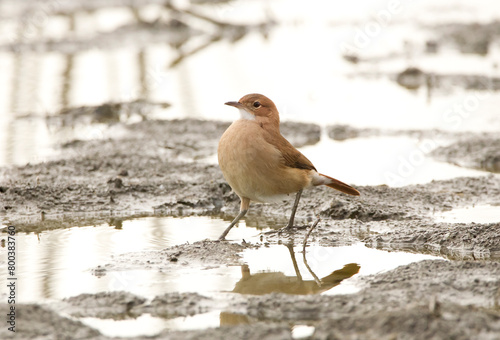 Small bird ( hornero ) walking on the mud photo