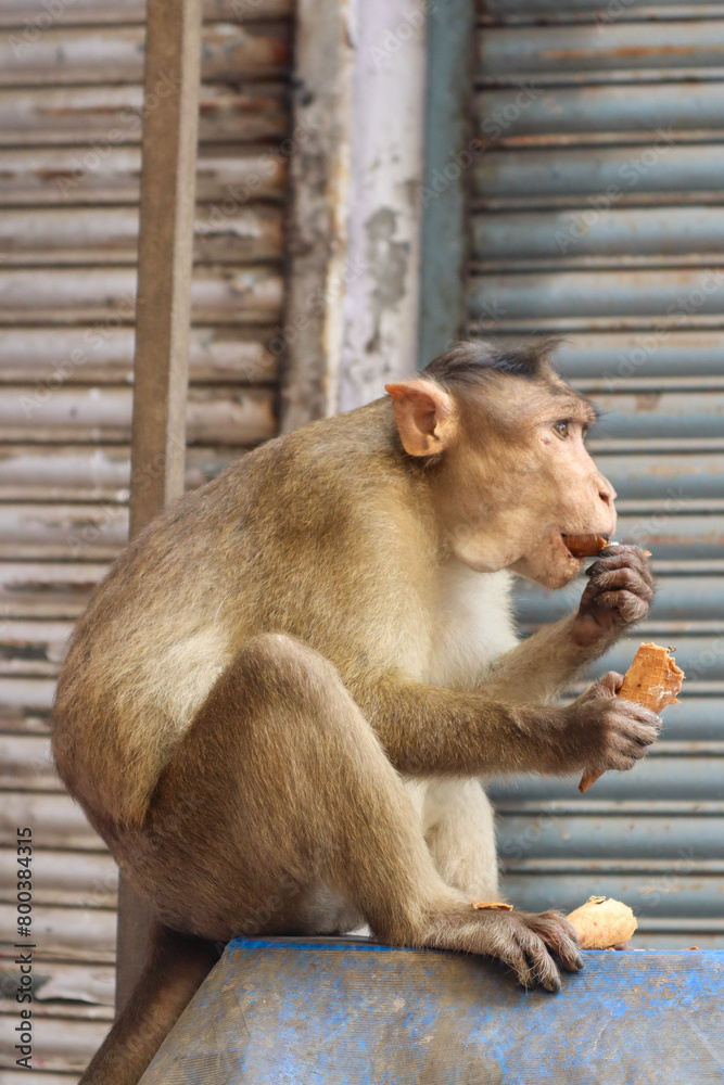 Naklejka premium Monkey with food