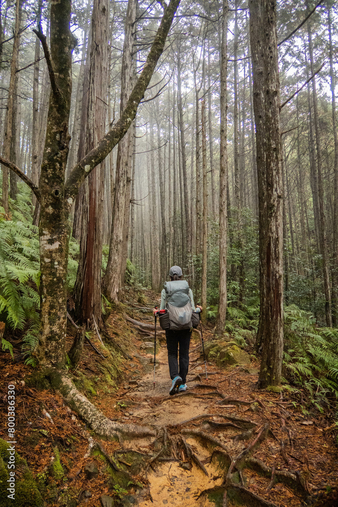 Trekking through the deep forests of the Kumano Kodo pilgrimage route, Wakayama, Japan Trekking through the deep forests of the Kumano Kodo pilgrimage route, Wakayama, Japan
