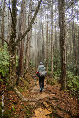 Trekking through the deep forests of the Kumano Kodo pilgrimage route, Wakayama, Japan
