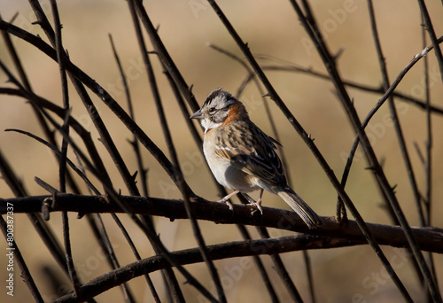 Small bird ( chingolo ) among the branches on a winter afternoon. photo