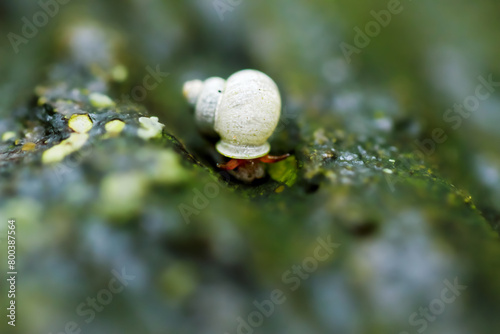 A Dioryx swinhoei snail with a white shell adorned with green, traverses wetlands. Captured in detail, showcasing its natural elegance. Wulai District, New Taipei City.