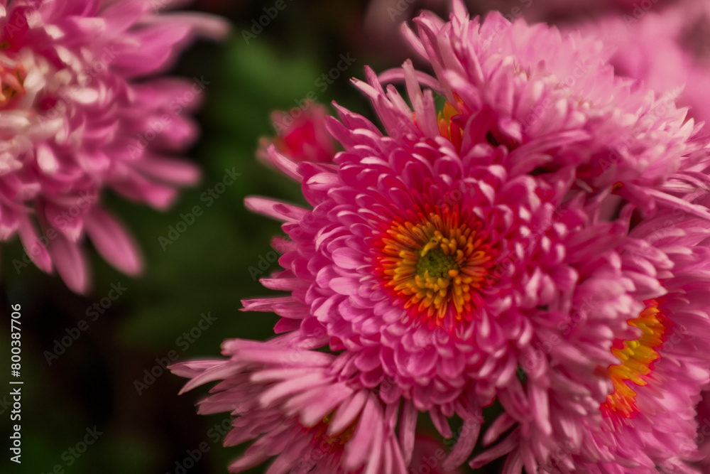 specific chrysanthemum specific chrysanthemum