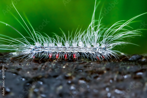 A close-up of a caterpillar with black and orange spots, adorned with long hairs. Dew drops add a magical touch, highlighting its vibrant colors. Wulai District, New Taipei City.