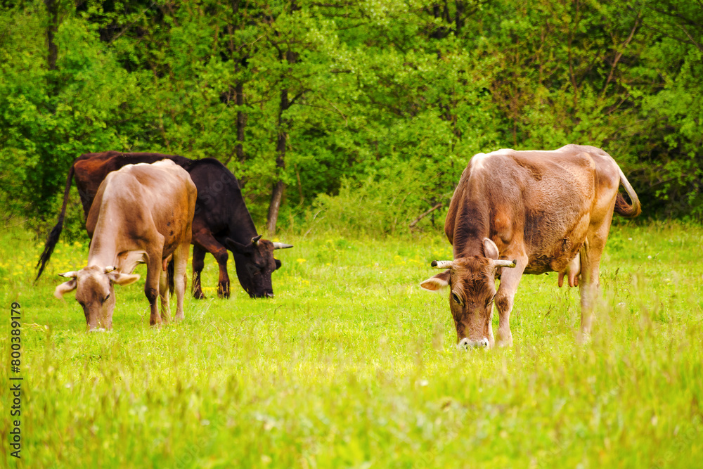 brown cows on a grassy field near the forest. lovely rural scenery in springtime
