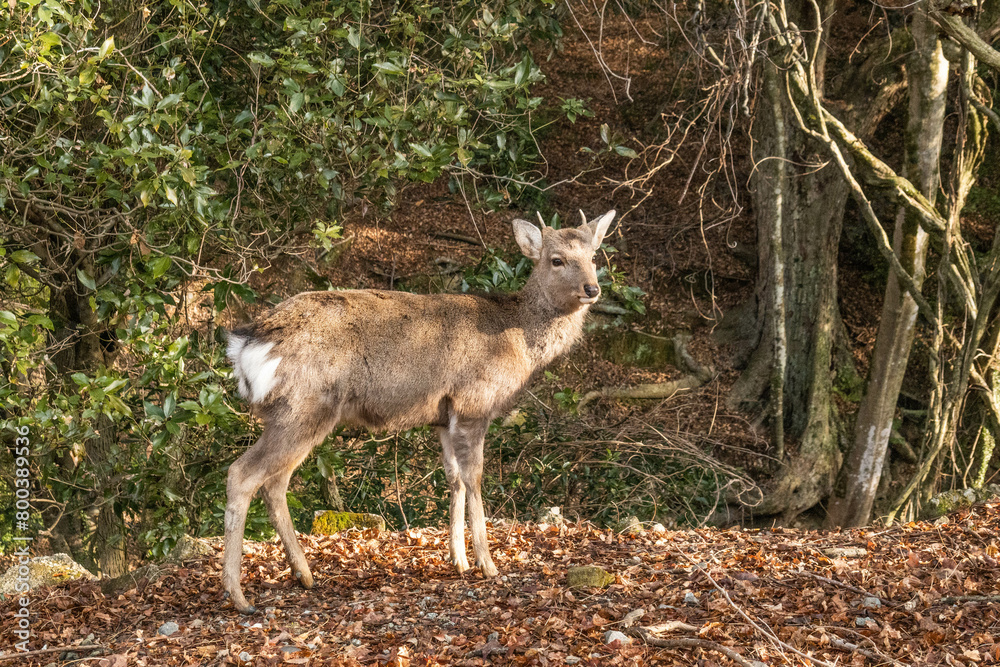 Deer on the Yagyu Kaido trail, Nara Park, Nara, Japan Deer on the Yagyu Kaido trail, Nara Park, Nara, Japan