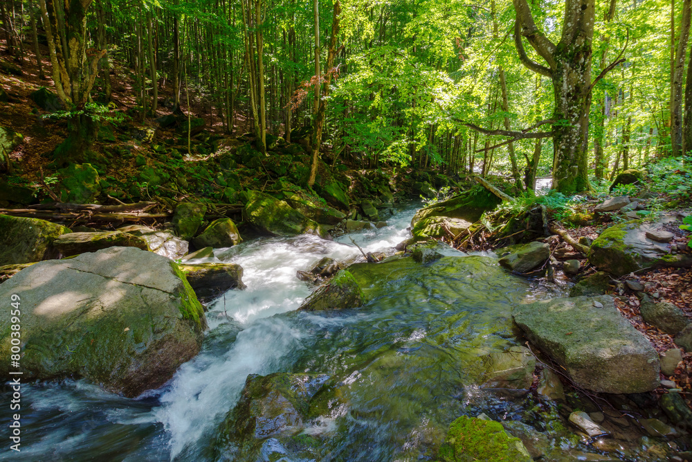 water stream in the beech forest among rocks. nature scenery in summer on a sunny day. beauty of carpathian nature water stream in the beech forest among rocks. nature scenery in summer on a sunny day. beauty of carpathian nature