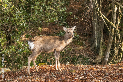 Deer on the Yagyu Kaido trail, Nara Park, Nara, Japan