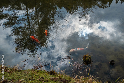 Schilderij op canvas Carp at Eikan-do Temple, Kyoto, Japan