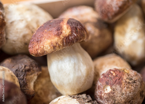 Close-up of finished mushroom picking