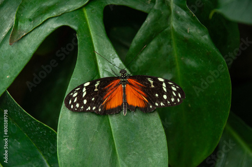 A close-up of a Heliconius Butterfly on a plant leaf in a greenhouse photo