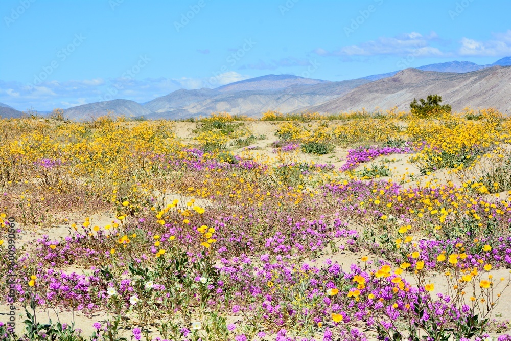 Superbloom Desert Mojave Anza-Borrego California Superbloom Desert Mojave Anza-Borrego California