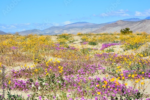 Superbloom Desert Mojave Anza-Borrego California
