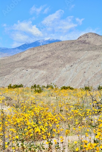 Superbloom Desert Mojave Anza-Borrego California