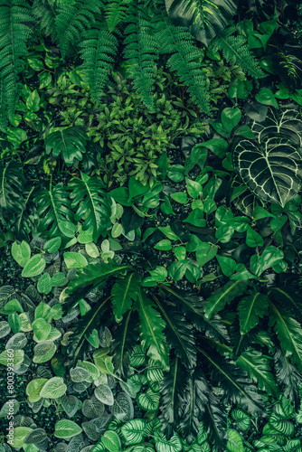 Close-up of a group of green leaves  providing a textured and abstract nature background. Rich foliage textures  exotic greenery  and botanical patterns..