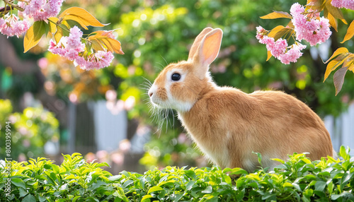 Rabbit in the garden. 