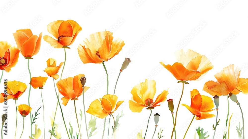a hand painted water color image of beautiful california poppies on a white background
