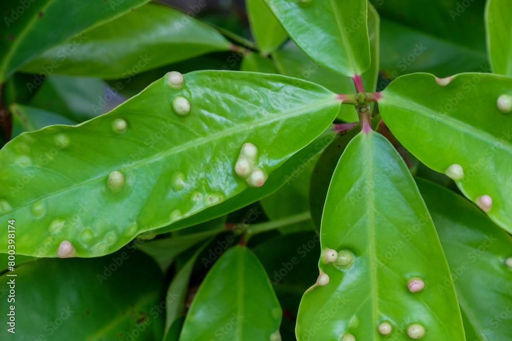detailed photo of galls on water apple leaves. macro photo of plant leaves infected by parasites or pests detailed photo of galls on water apple leaves. macro photo of plant leaves infected by parasites or pests