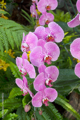 Beautiful orchid flowers in nature garden