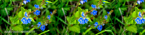 Niebieskie kwiaty na łące photo