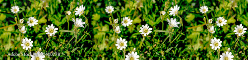 Białe kwiaty na łące