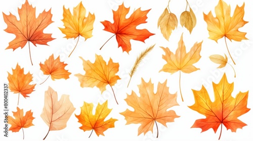 A collection of various autumn leaves presented on a crisp, white background highlighting their colors and shapes