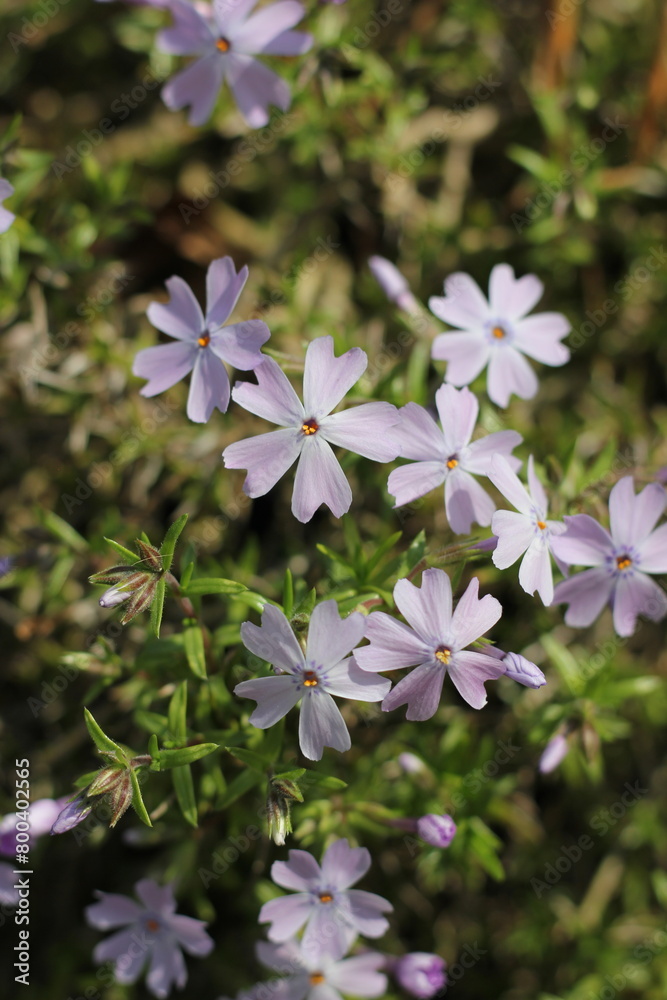 Purple flowers in the garden. Purple flowers in the garden.