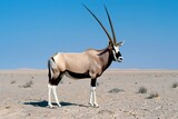  an Oryx standing in the wild on flat desert land with its long horns raised towards the sky