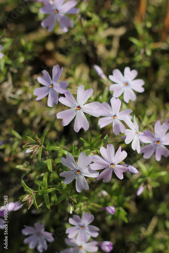 Purple flowers in the garden.