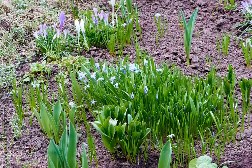 Obraz premium beautiful flowering plants white scilla sect, chionodoxa in the spring evening city flower bed near the house. background for designer, artist, screensaver, desktop, wallpaper