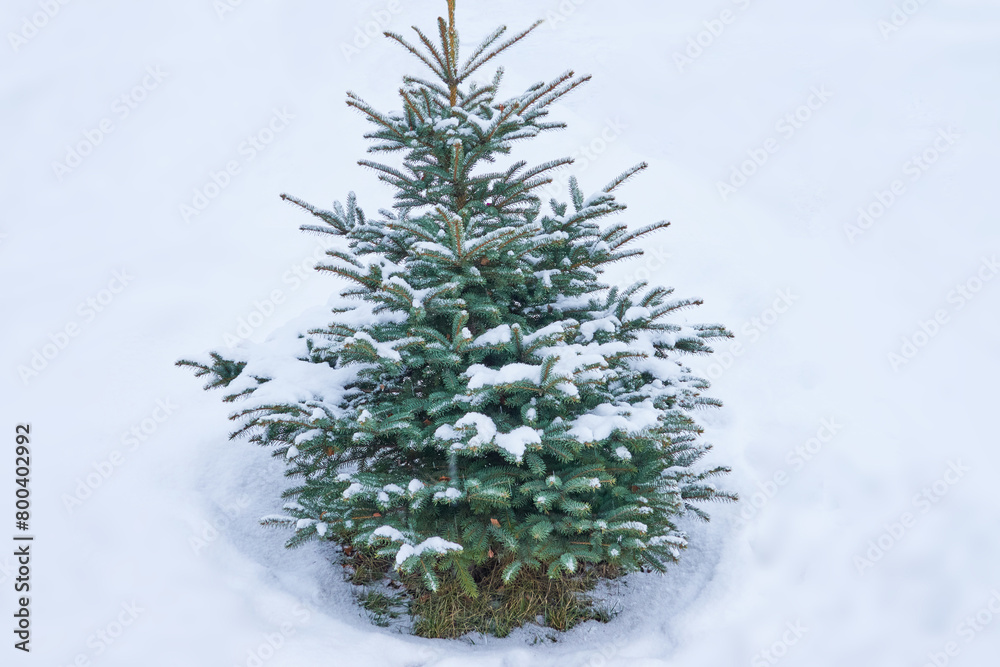 lonely beautiful green snow-covered spruce in the snow on a cloudy winter day. snow covered tree. postcard. desktop. blank for designer lonely beautiful green snow-covered spruce in the snow on a cloudy winter day. snow covered tree. postcard. desktop. blank for designer