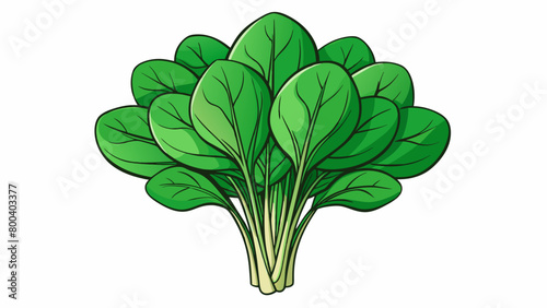 A bunch of spadeshaped deep green leaves that are packed with nutrients and have a slightly bitter taste.  on white background . Cartoon Vector.