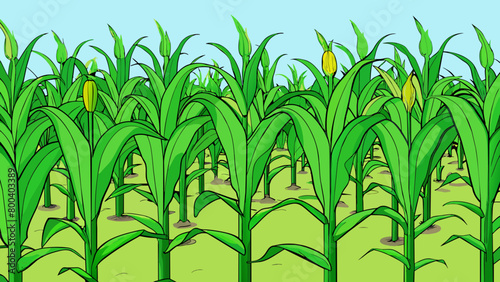 A bright green field of corn plants each stalk with a slightly different shade of green. Upon closer inspection it can be seen that each plant has. Cartoon Vector.